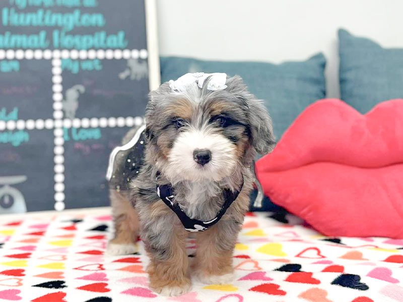 canine-veterinary-care-Huntington NY