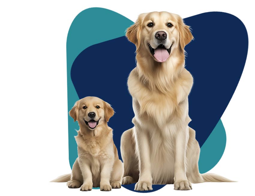 Canine Health Care in Huntington, NY