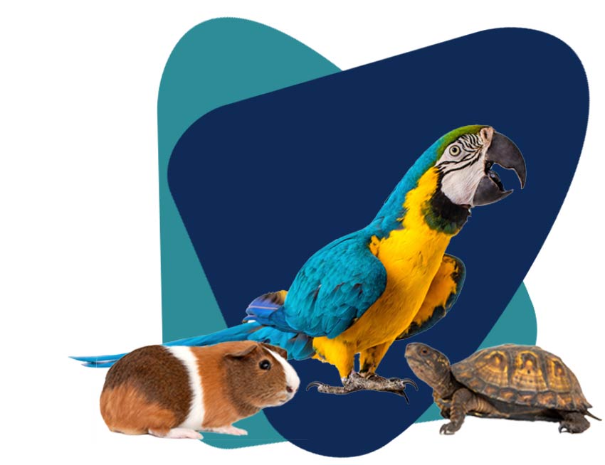 Exotic Pet Care in Huntington, NY