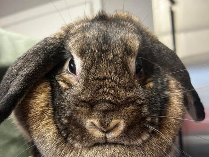 exotic-pet-care-Huntington NY