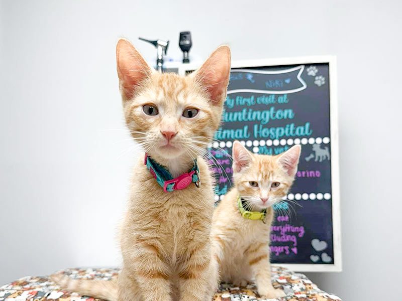 feline-veterinary-care-Huntington NY