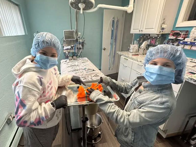 pet-surgery in Huntington NY