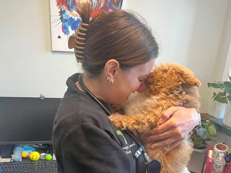 prp-injections-for-pets