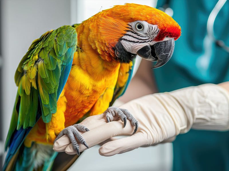 bird-veterinarian Huntington NY