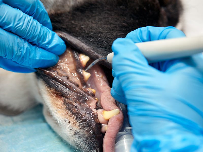 Pet dentals Huntington NY